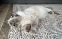 Ragdoll cats for sale: Stunning Bluepoint Ragdoll kittens!  - Image 18