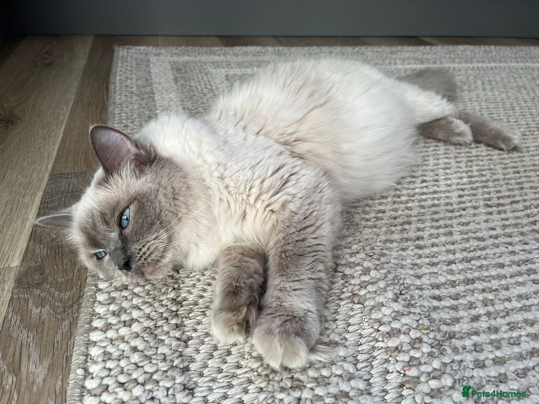Ragdoll cats for sale: Stunning Bluepoint Ragdoll kittens!  - Image 18