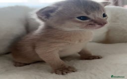 Abyssinian cats for sale: 🥇 5+ Gen Champ🏆 Fawn🤍Blue💙 girls🤎choco🧡ruddy - Image 6