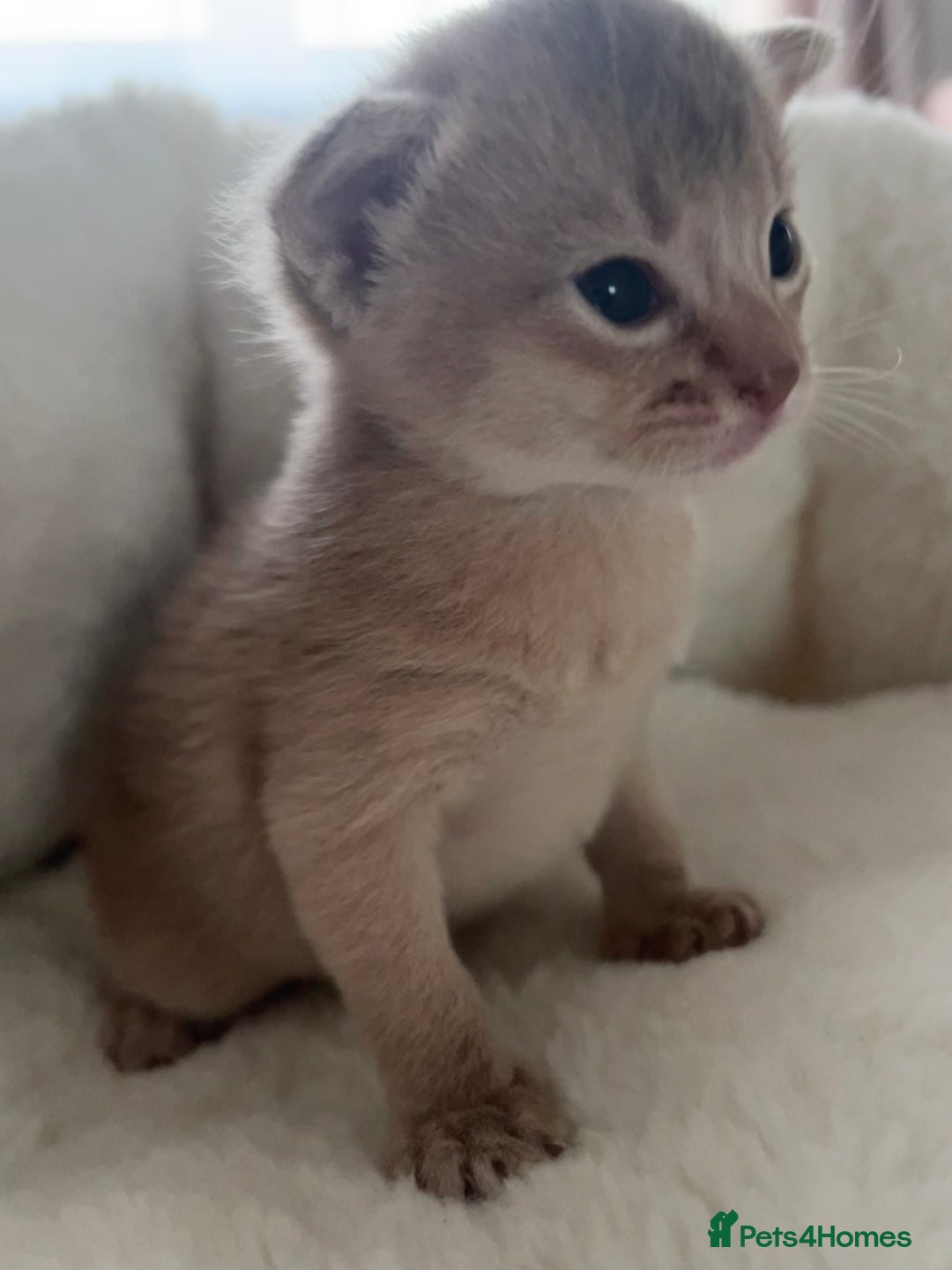 Abyssinian cats for sale: 🥇 5+ Gen Champ🏆 Fawn🤍Blue💙 girls🤎choco🧡ruddy - Image 6
