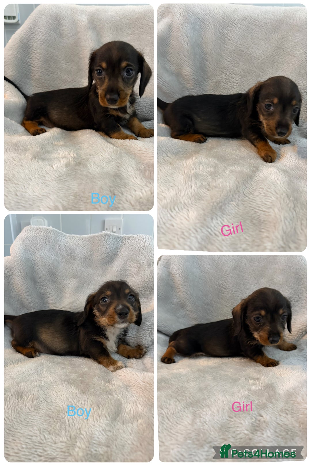 Dachshund dogs for sale: Long hair dachshund  - Advert 3