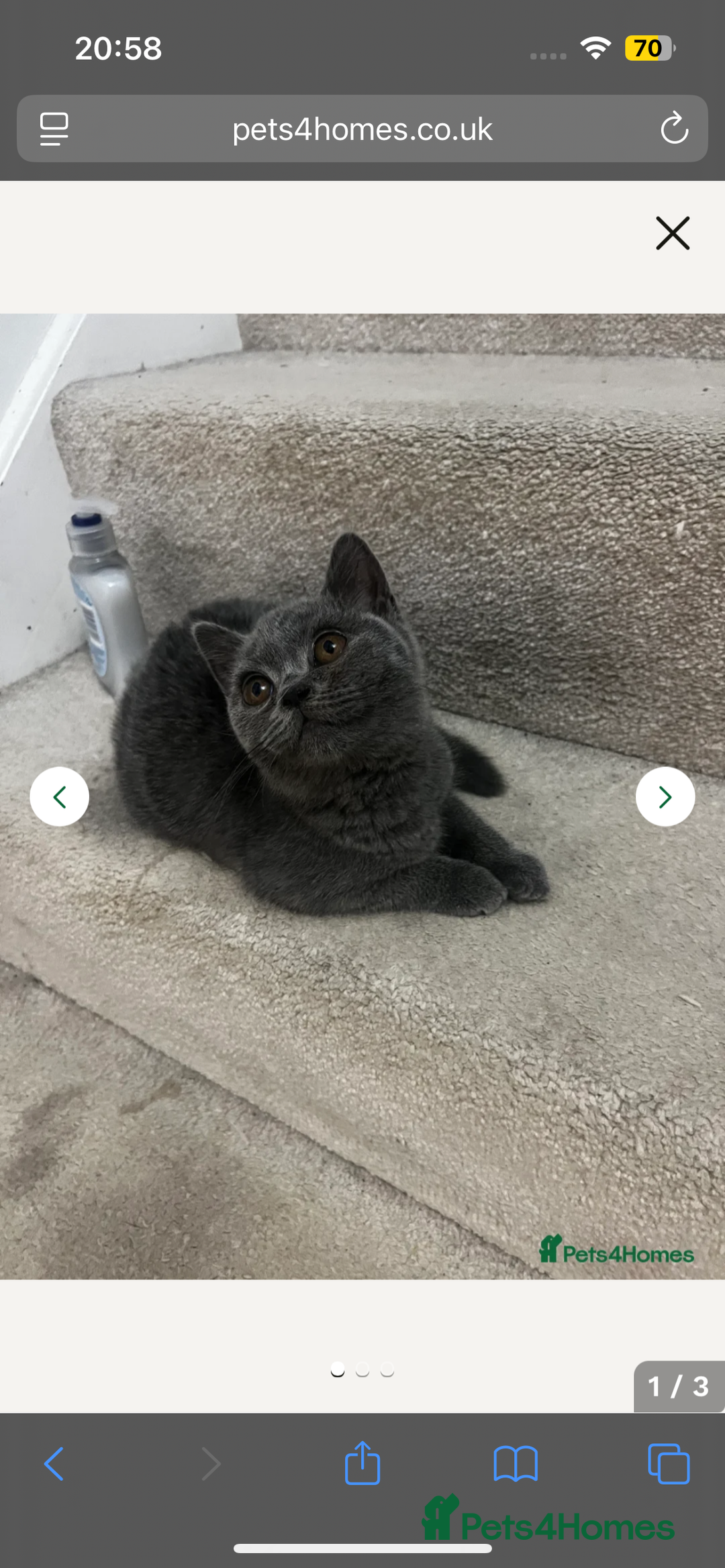 British Shorthair cats for sale: British Shorthair Kitten  - Advert 7