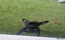 French Bulldog dogs for sale: Frenchie full breed female - Image 3