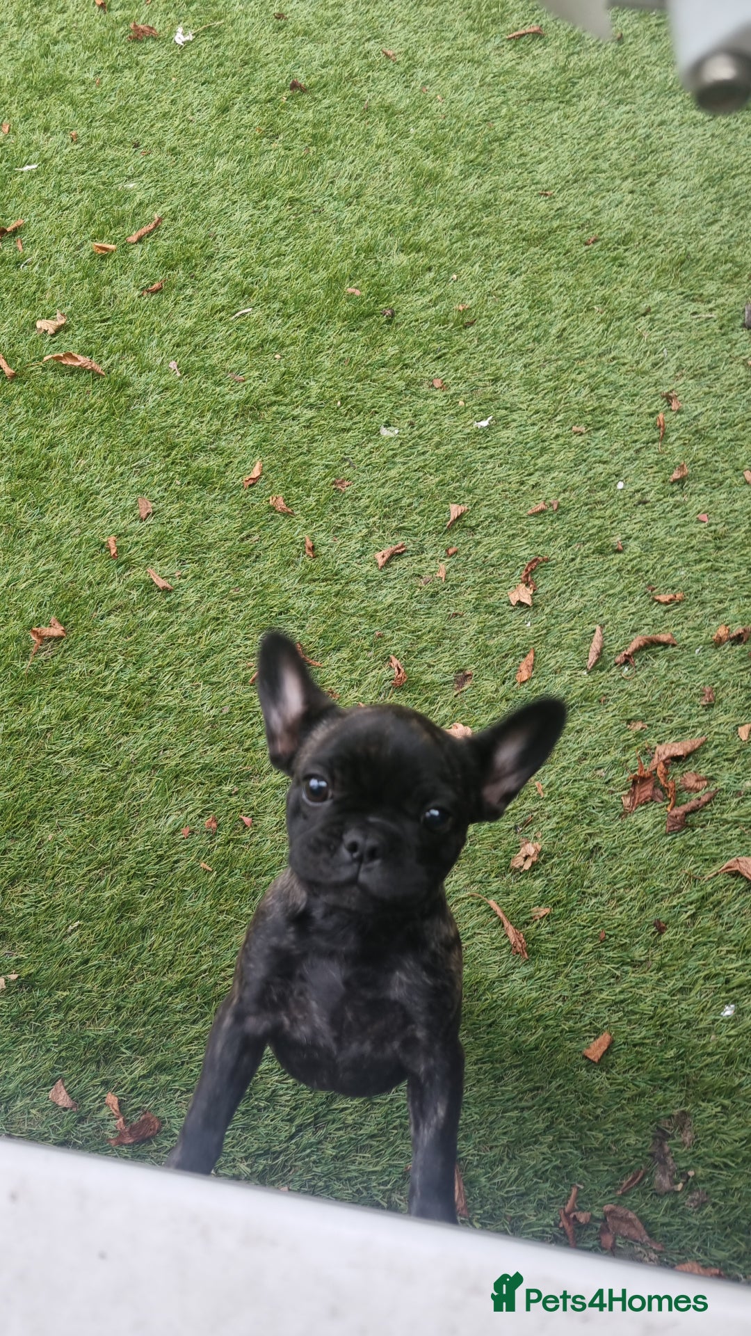 French Bulldog dogs for sale: Frenchie full breed female - Image 3