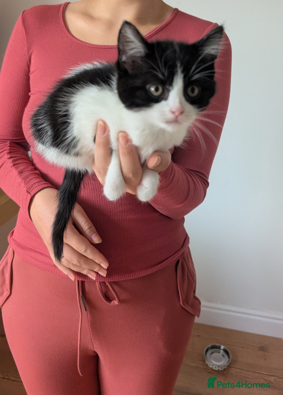 Mixed Breed cats for sale: Adorable Kittens - Litter Trained - Image 3