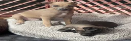 Italian Greyhound dogs for sale: Gorgeous KC Italian Greyhounds - Advert 17