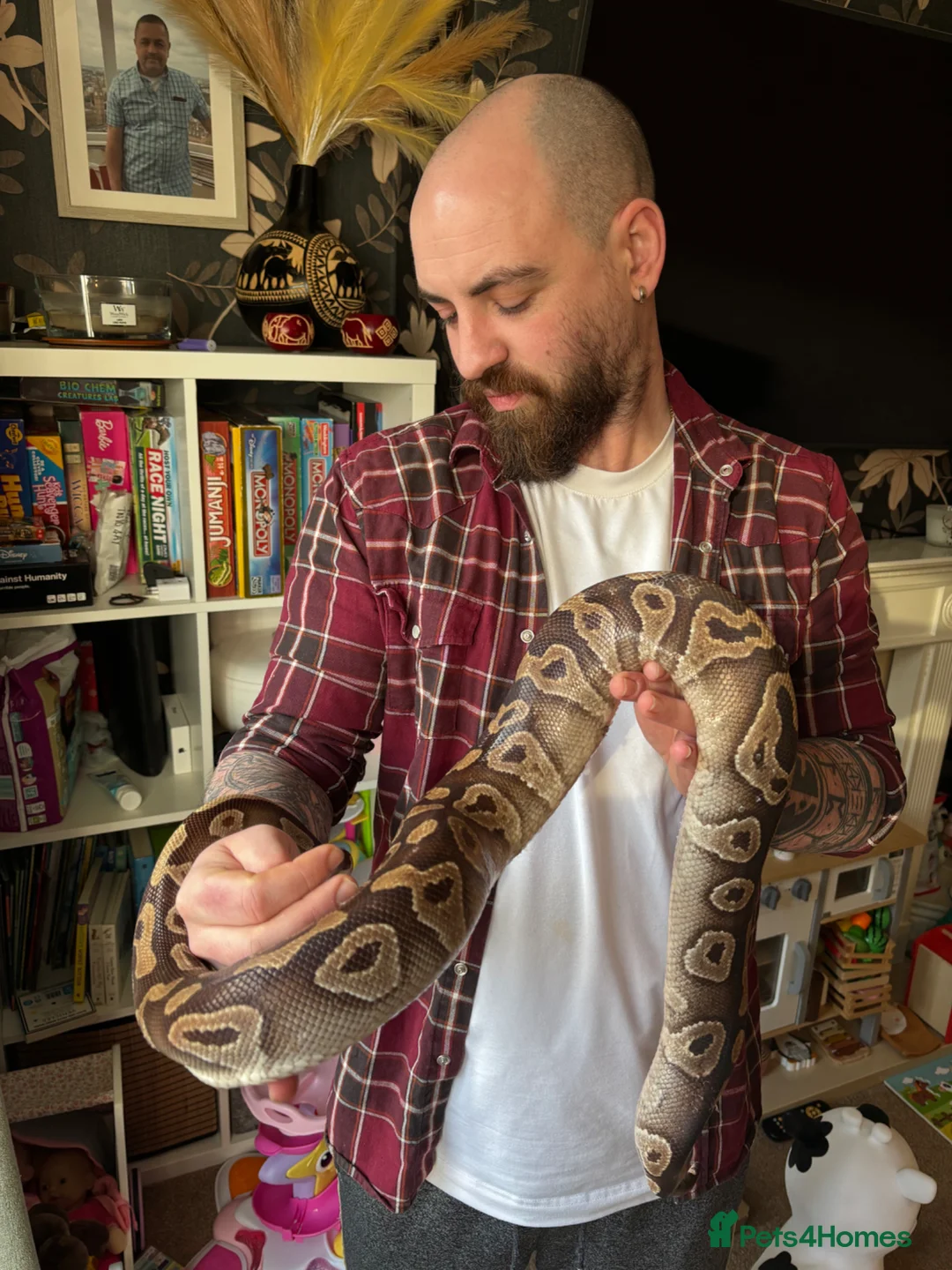 Python Snake reptiles for sale: Female Mojave Royal Python in Sittingbourne - Advert 35