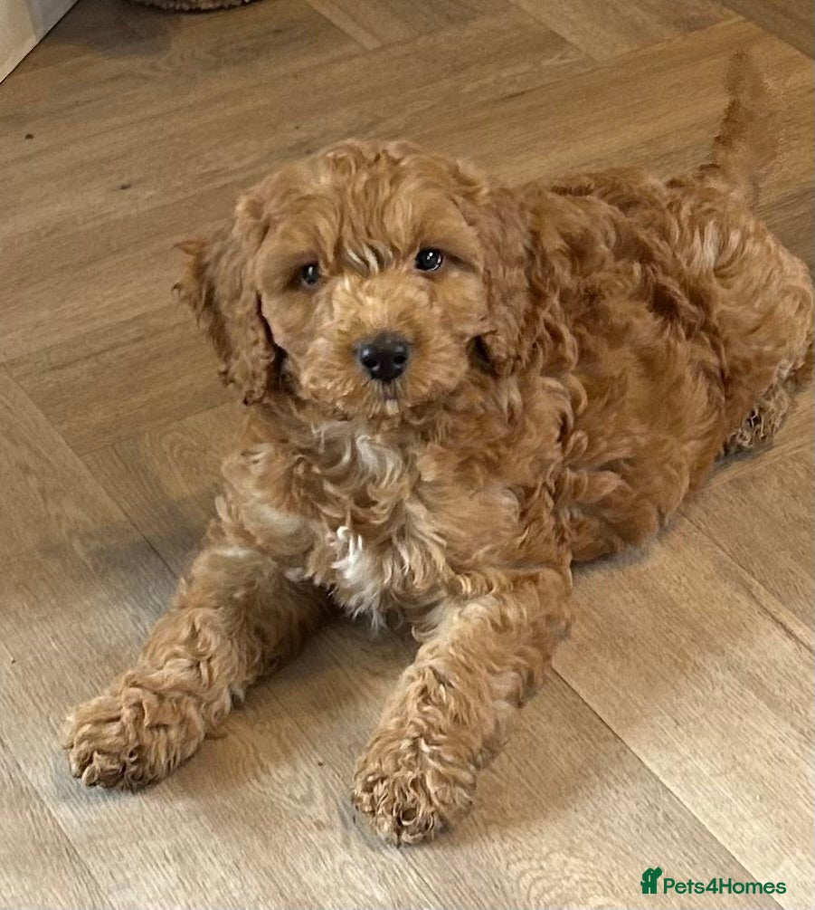 Cockapoo dogs F1 2 boys READY TO LEAVE - Advert 14