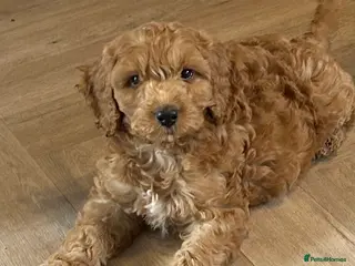 Cockapoo dogs F1 2 boys READY TO LEAVE - Advert 14