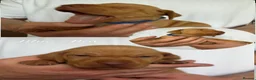 Hungarian Vizsla dogs for sale: KC Registered Hungarian Viszla litter  - Advert 16