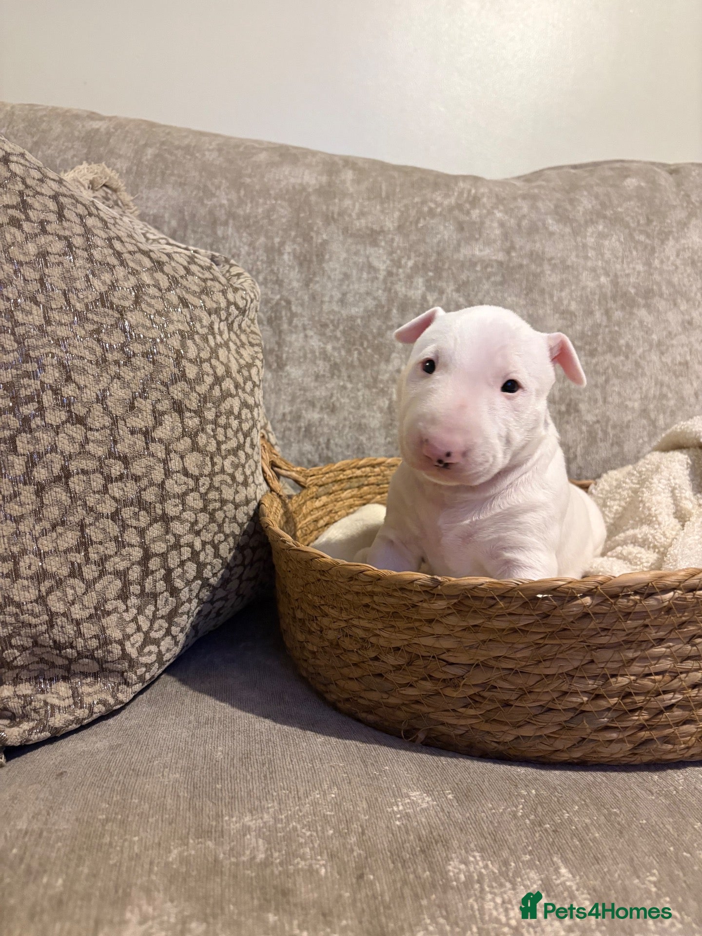 English Bull Terrier dogs Beautiful miniature English bull terrier puppies - Advert 10