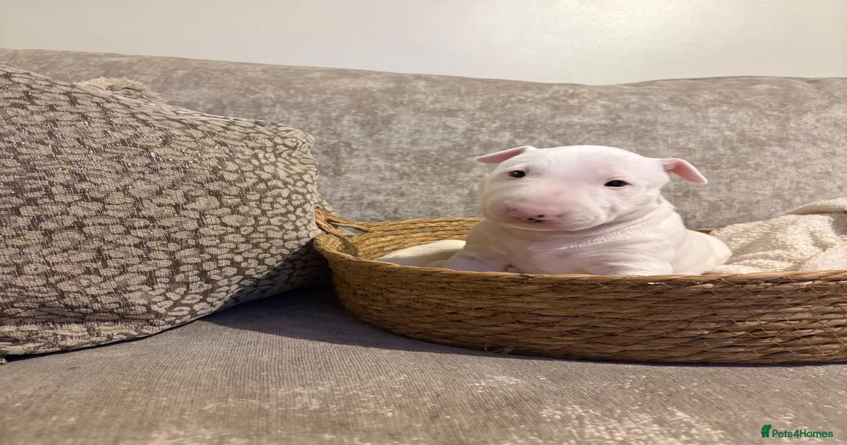 Light Bull Terrier Puppies for sale | Pets4Homes