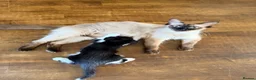 Mixed Breed cats for sale: Gorgeous half ragdoll boy - Advert 5