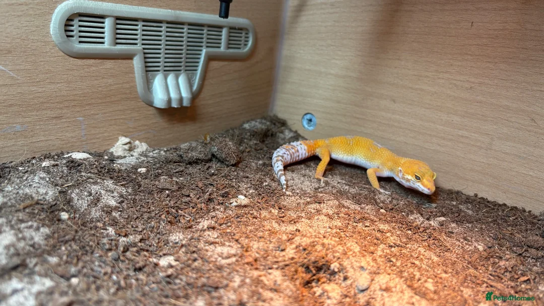 Leopard Gecko reptiles for sale: Juvenile leopard gecko in New Milton - Advert 2
