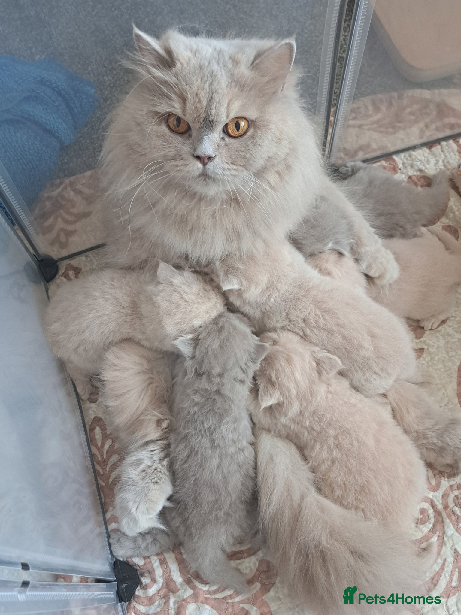 British Longhair cats for sale: Top Quality purebred BLH Kittend - Advert 2