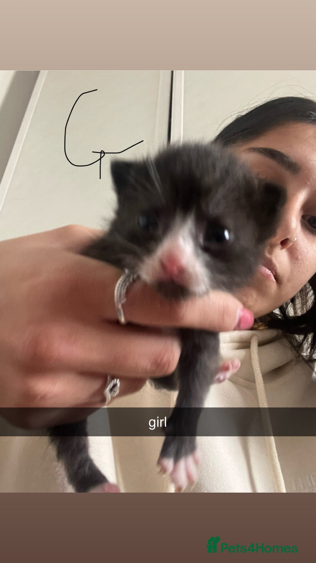 Domestic Shorthair cats for sale: Domestic short hair kittens - Image 2