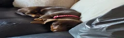 Dachshund dogs for sale: Dachshund  - Advert 6