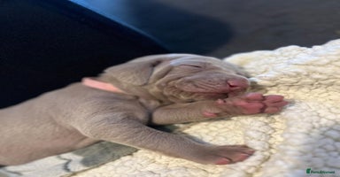 Weimaraner dogs - Advert 1