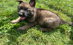 German Shepherd dogs for sale: German Shepherd Pups  - Image 21