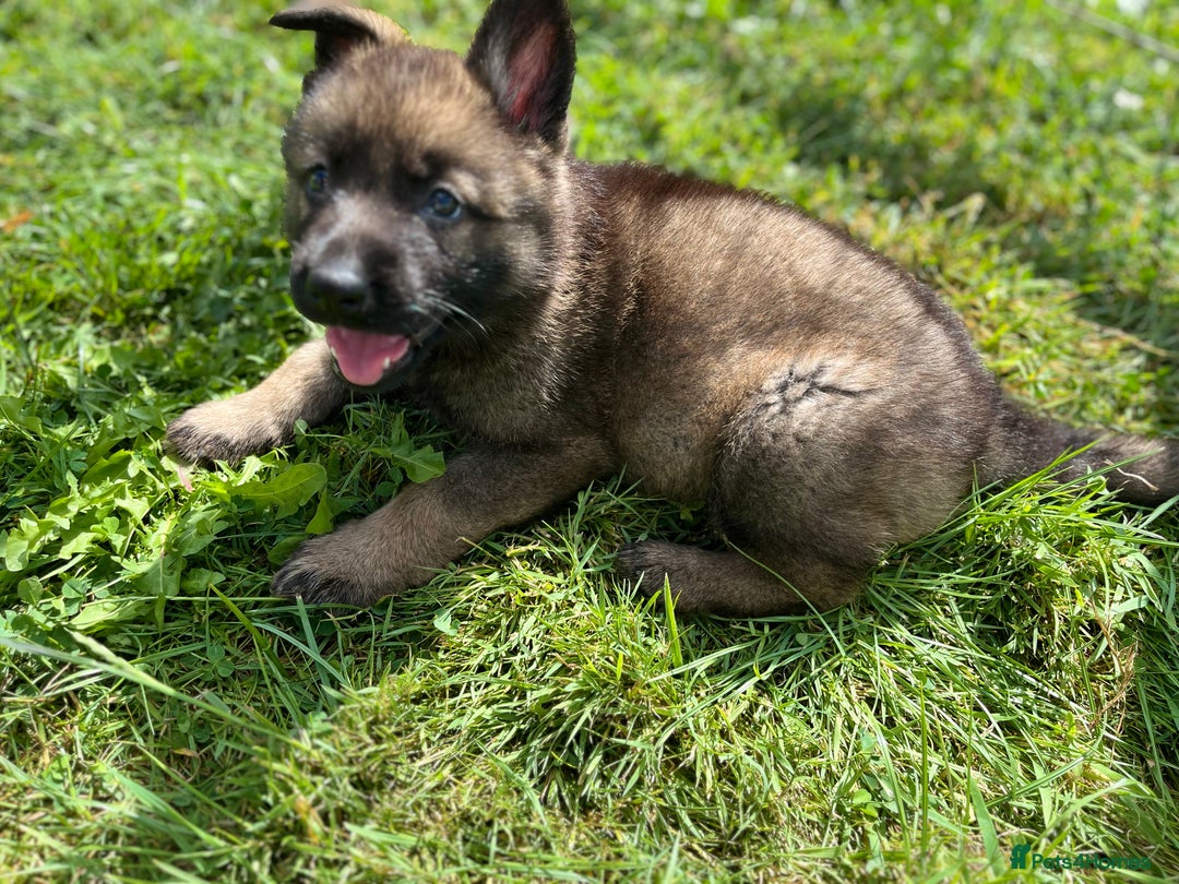 German Shepherd dogs for sale: German Shepherd Pups  - Image 21