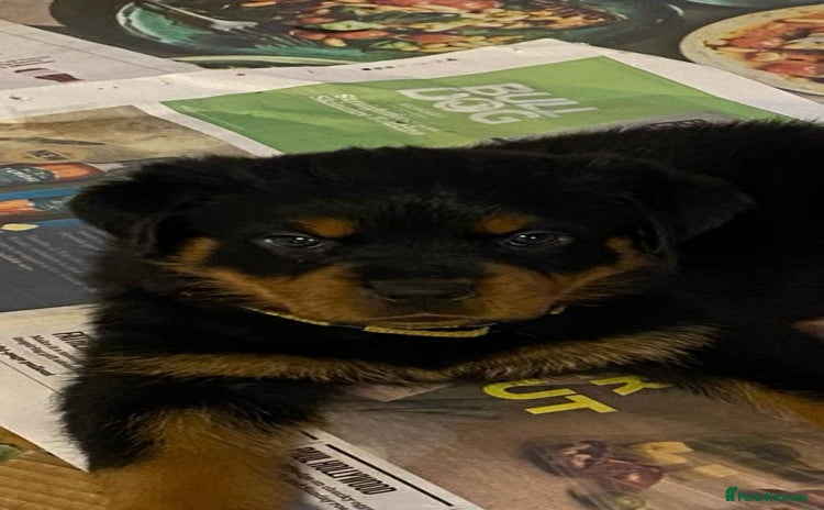 Rottweiler dogs - Advert 9