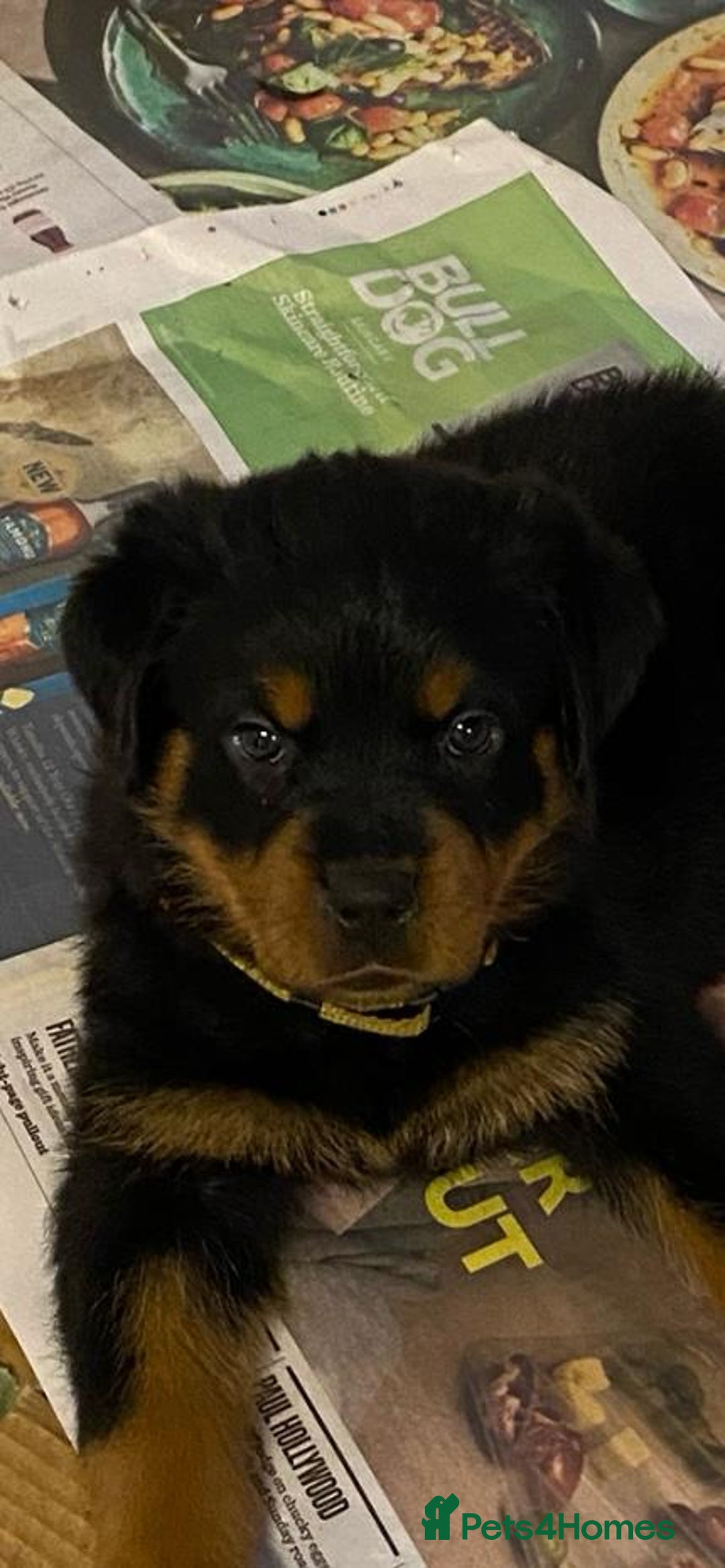 Rottweiler dogs for sale: Champion Bloodline Rottweilers - Image 1