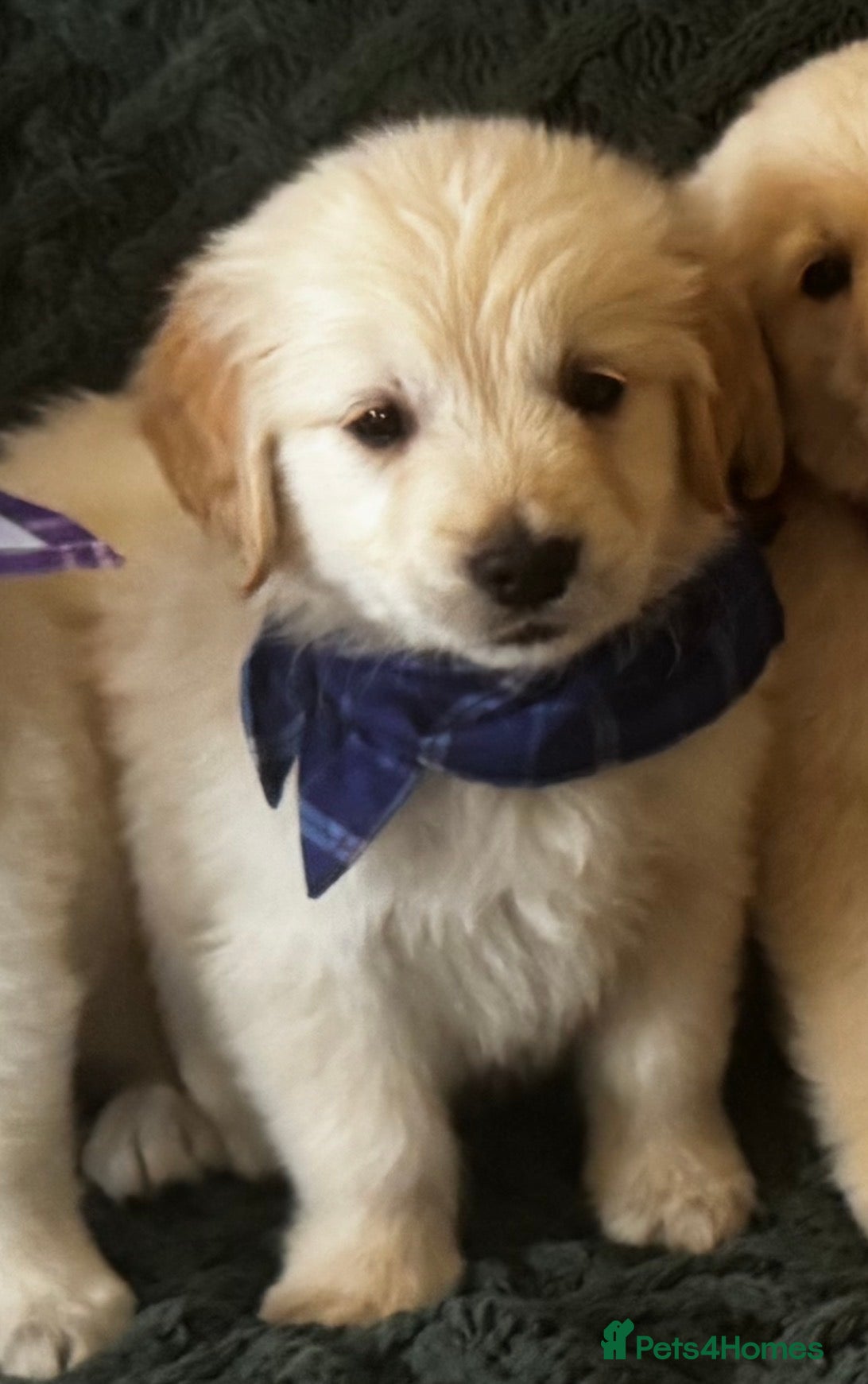 Golden Retriever dogs Golden Retriever ready now 1 boy left  - Advert 2