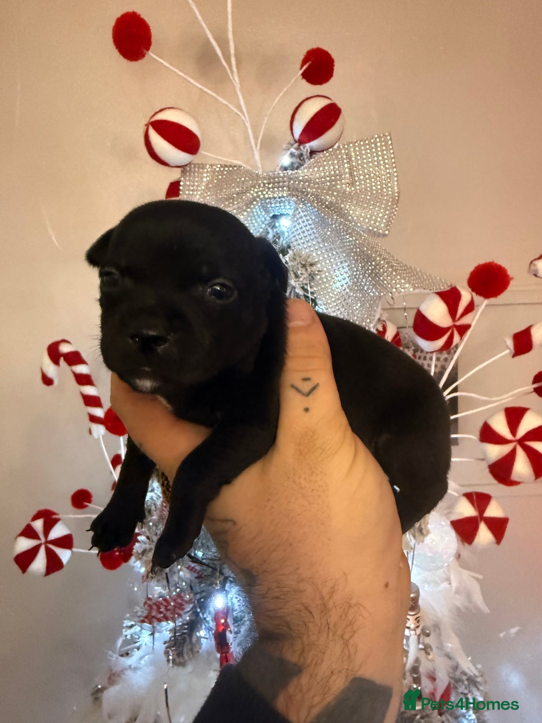 Staffordshire Bull Terrier dogs for sale: Champion sired Staffordshire bull terriers - Advert 7