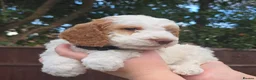 Cockapoo dogs for sale: Merles Blondes Apricots F2 Cockapoo Puppies  - Advert 9