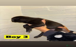 Mixed Breed dogs for sale: Beautiful Border collie/kelpie X staff cross pups - Image 6