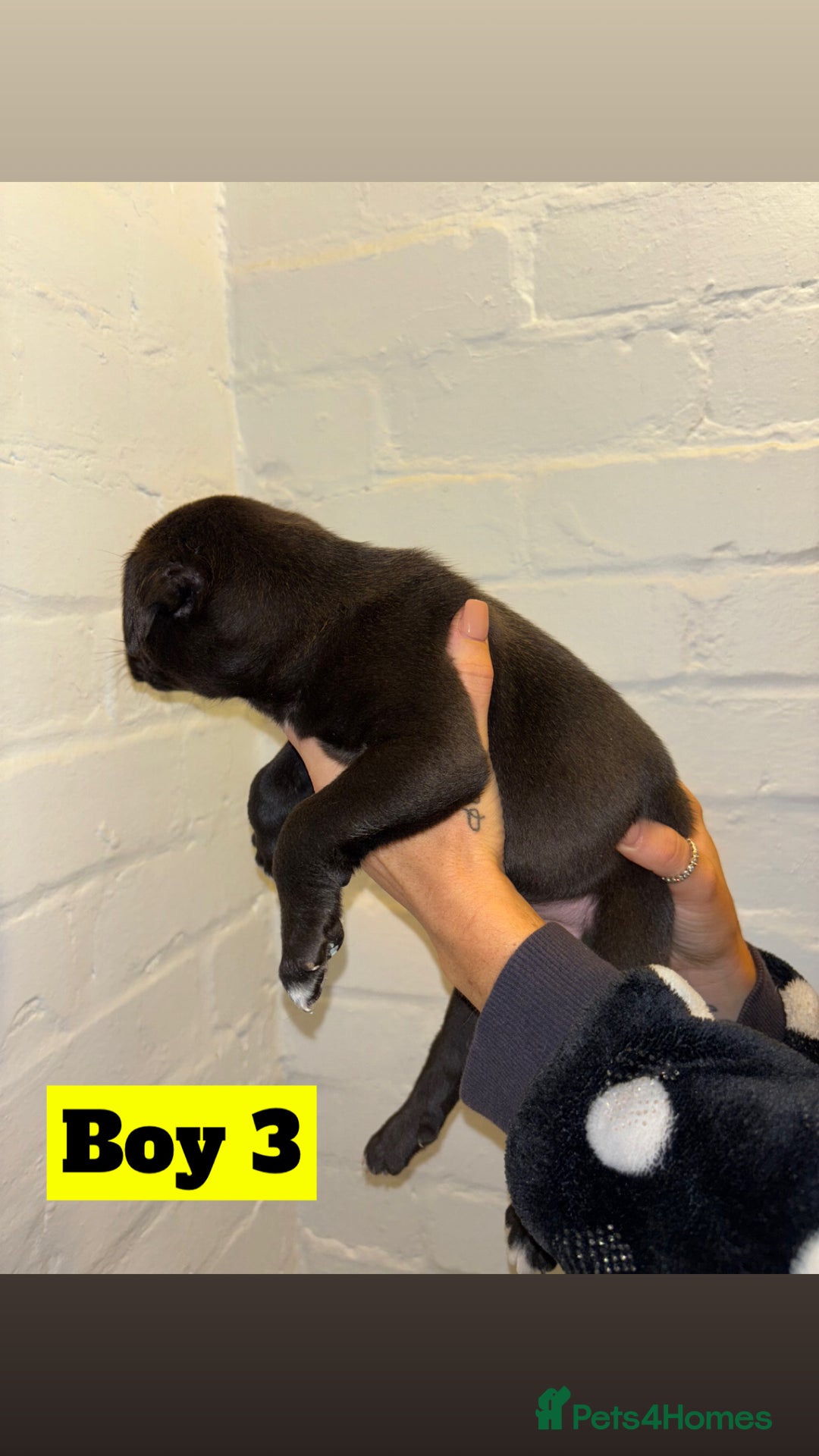Mixed Breed dogs for sale: Beautiful Border collie/kelpie X staff cross pups - Image 6