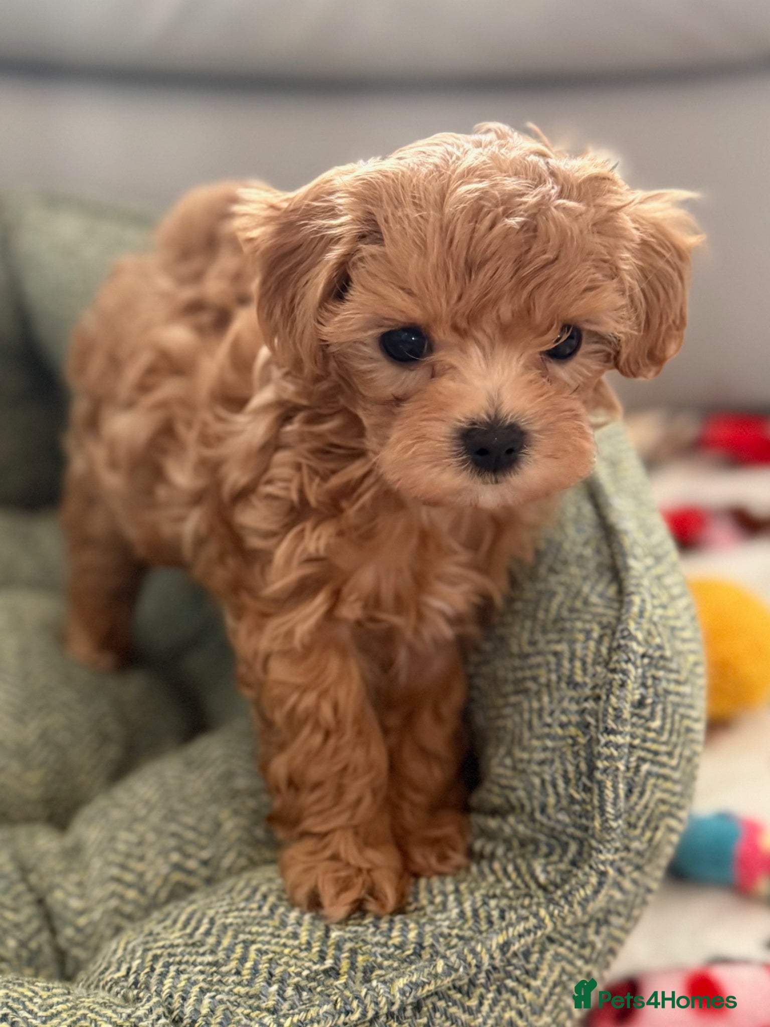 Maltipoo dogs Maltipoo f1 Maltese mum x Asian poodle dad - Advert 2