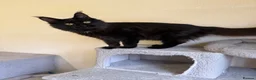 Maine Coon cats for sale: GCCF Maine coon Russian Import line👑 - Advert 10