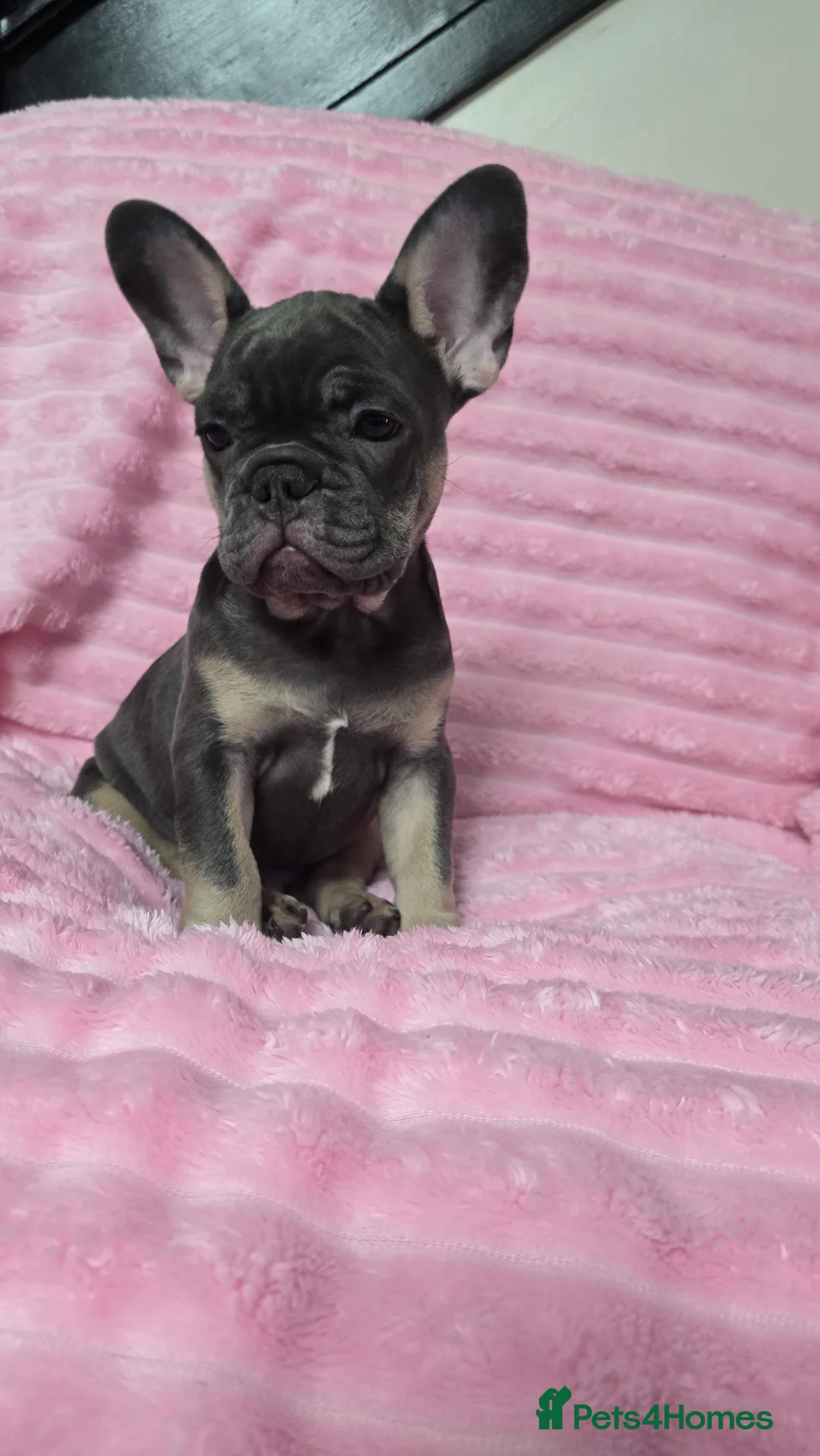 French Bulldog dogs for sale:  french bulldog puppies ( ready now )  - Advert 9