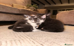 British Shorthair cats for sale: Half British shorthair kittens - Image 5