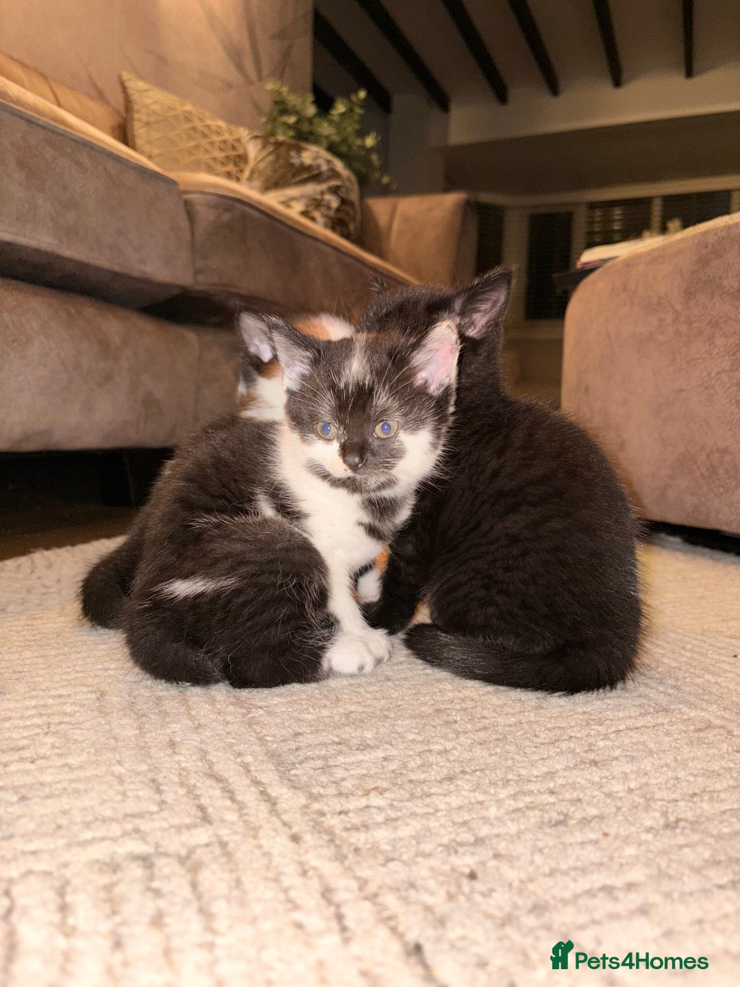 British Shorthair cats for sale: Half British shorthair kittens - Image 5