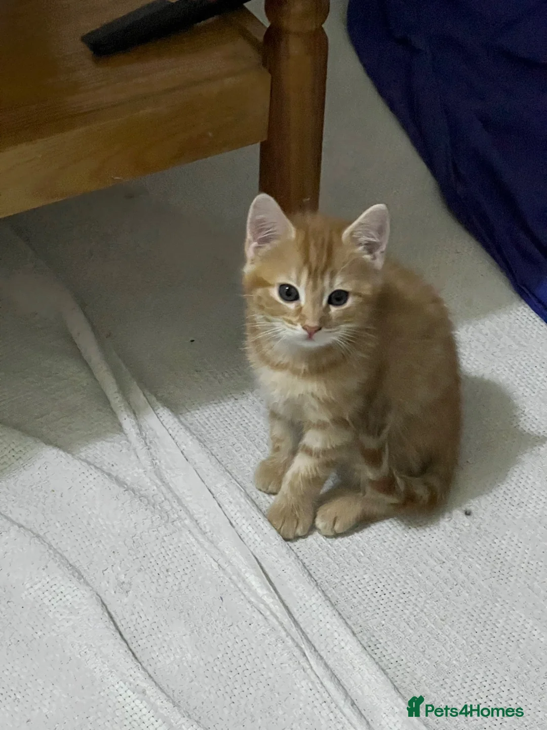 British Shorthair cats for sale: Kitten for sale in London - Advert 1