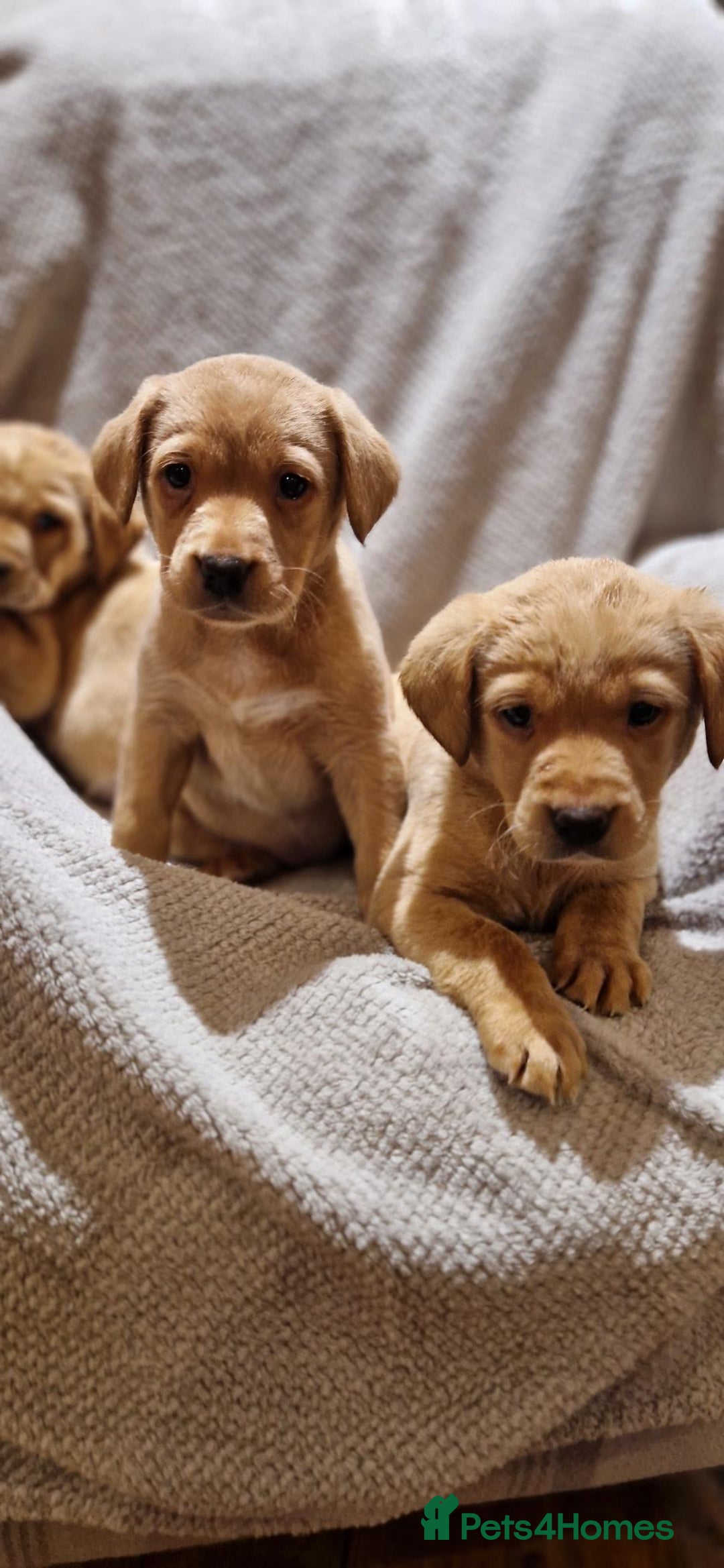 Labrador Retriever dogs for sale: Fox Red Labrador Puppies - Advert 2