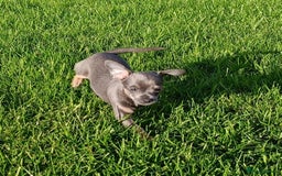 Mixed Breed dogs for sale: Stu 3/4 Chihuahua x Italian greyhound puppies - Advert 10