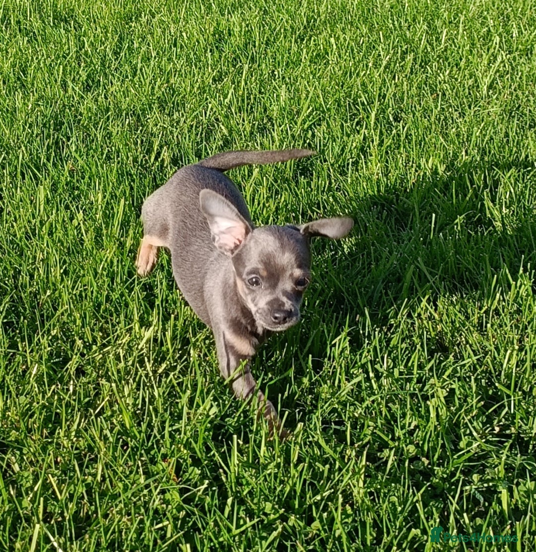 Mixed Breed dogs for sale: Stu 3/4 Chihuahua x Italian greyhound puppies - Advert 10