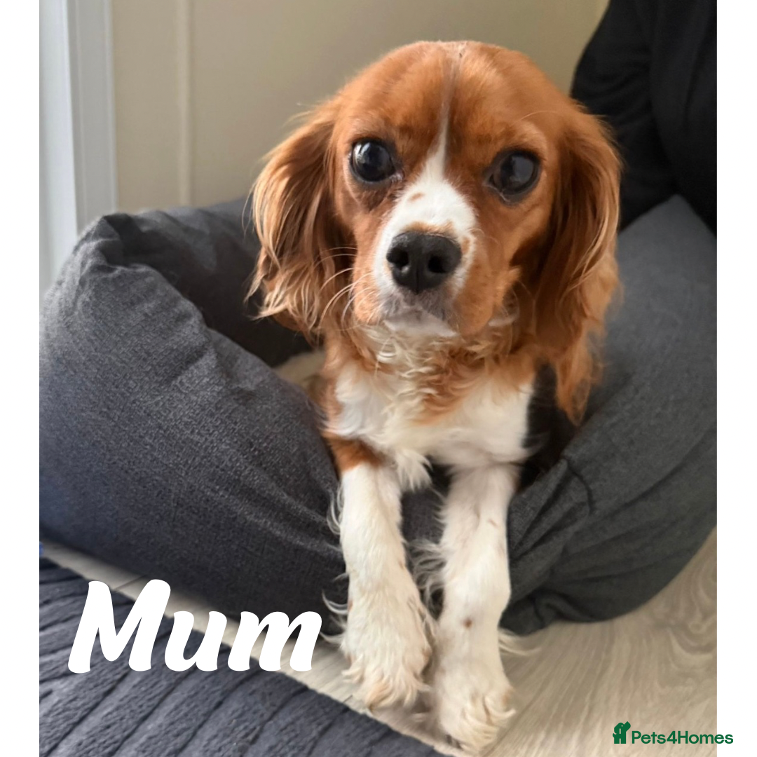 Cavapoo dogs for sale: Red F1 Cavapoo Puppies  - Advert 7