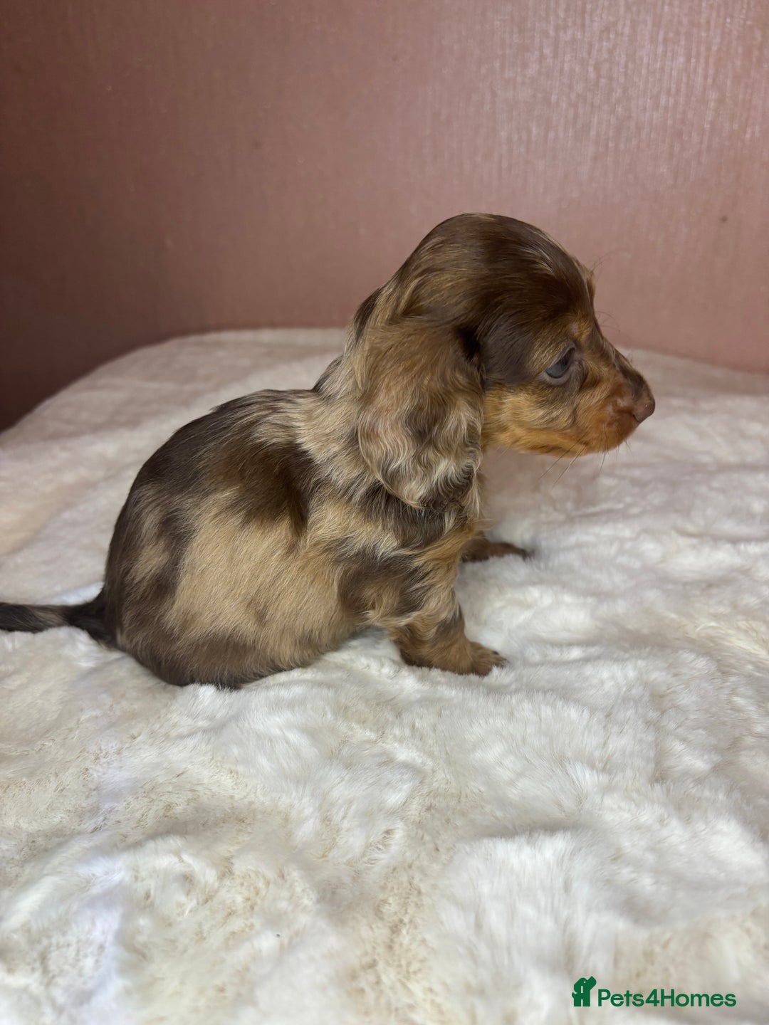 Miniature Dachshund dogs for sale: Champion Longhaired Miniature Dachshund Puppies - Advert 20