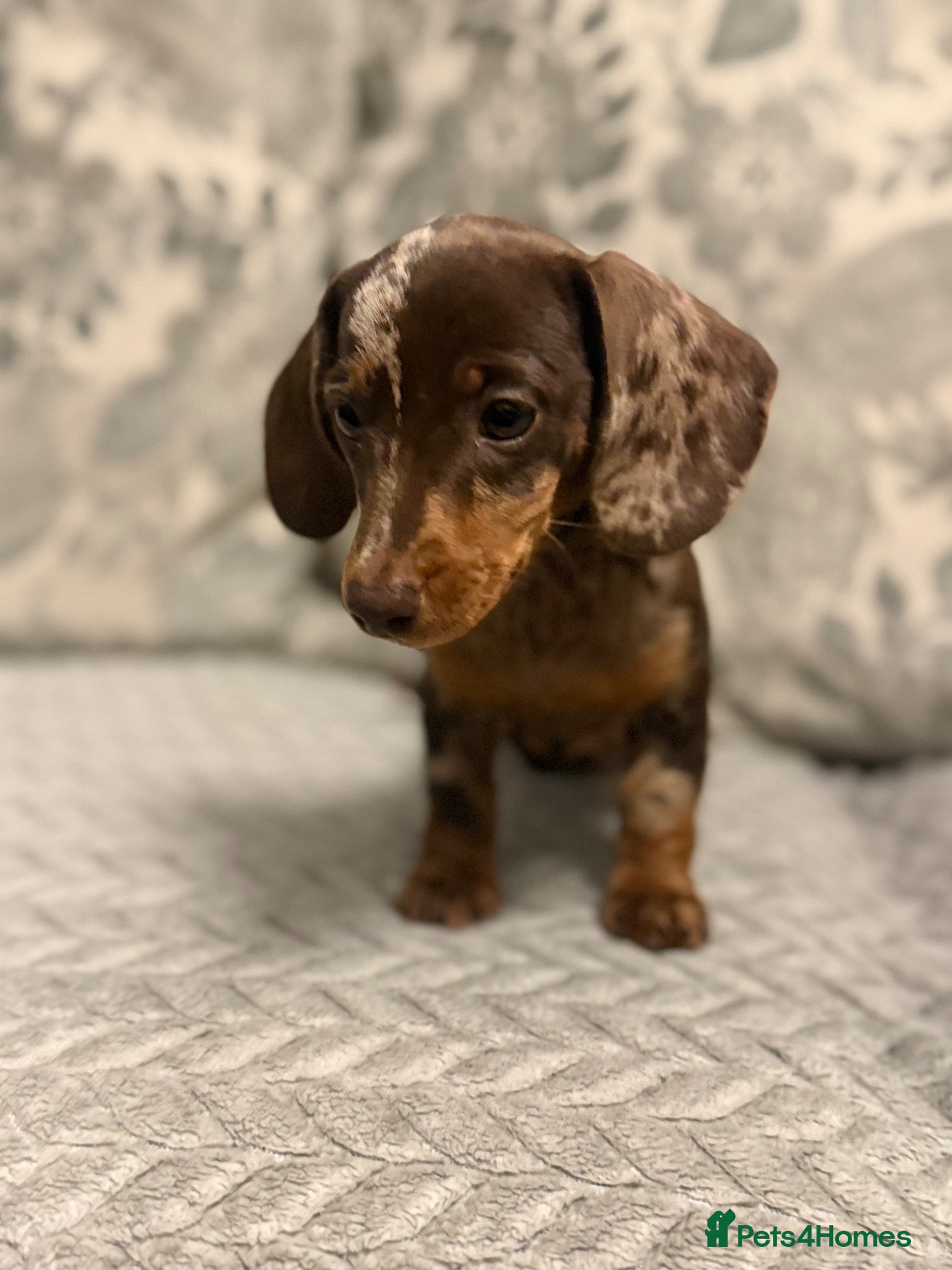Miniature Dachshund dogs Adorable girl- smooth miniature daschund  - Advert 1