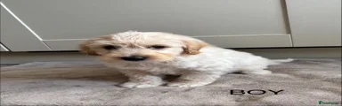 Cockapoo 4