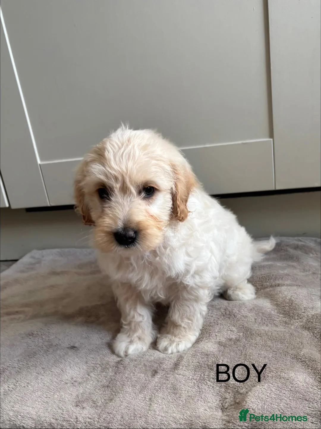 Cockapoo dogs for sale: Gorgeous F1B cockapoo puppy’s for sale  - Advert 26