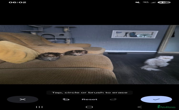 Persian cats - Advert 1