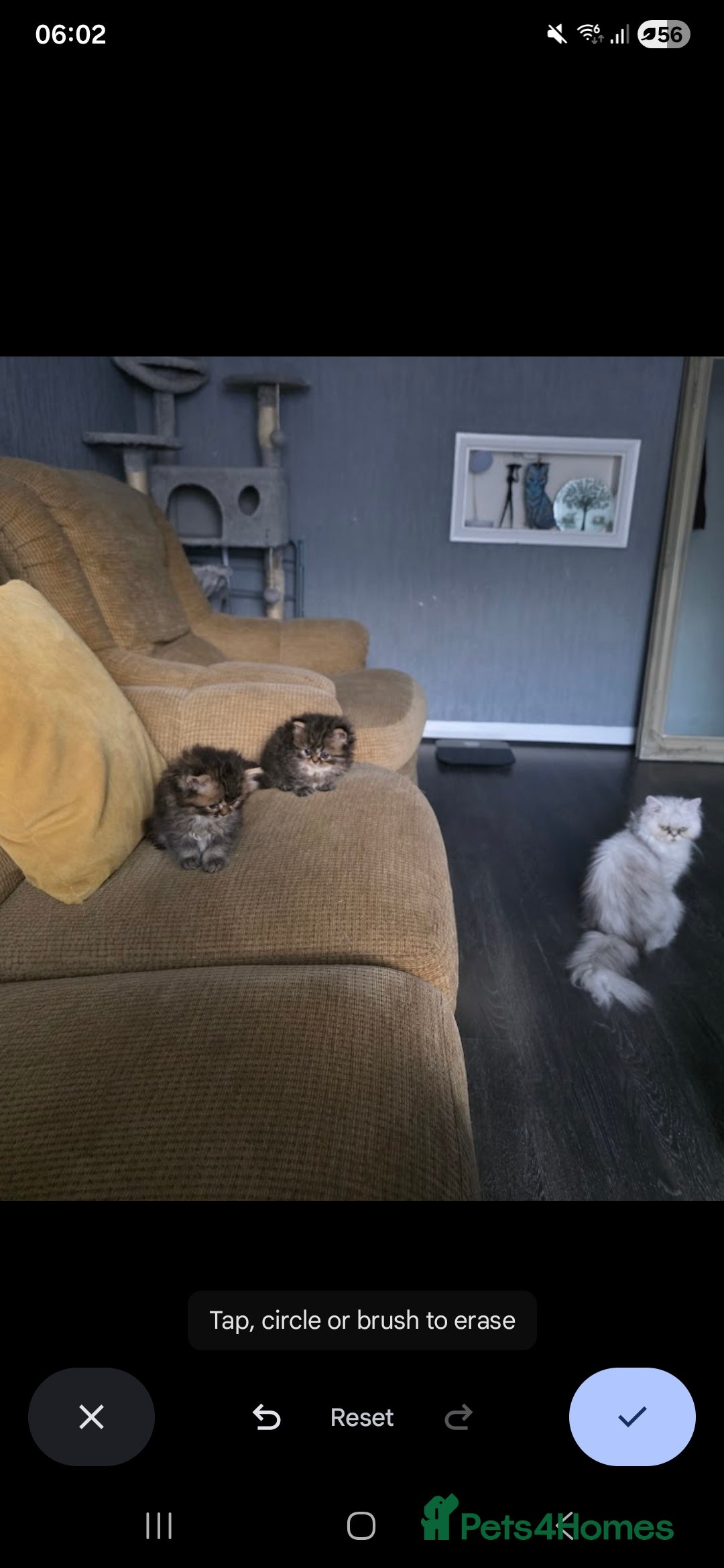 Persian cats for sale: Kittens - Image 1