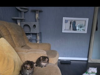 Persian cats - Advert 1