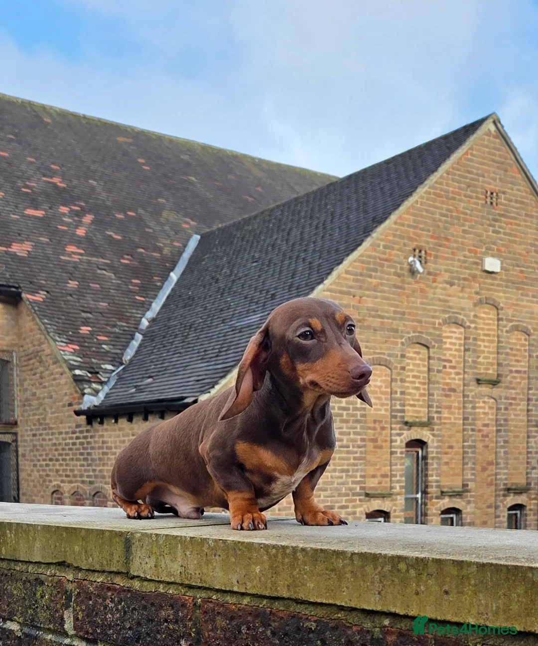 Miniature Dachshund dogs for stud: Choc & Tan carrying blue & piedball Mini Stud - Advert 14