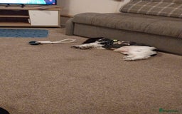 Cockapoo dogs for sale: Cockapoo puppy - Advert 2